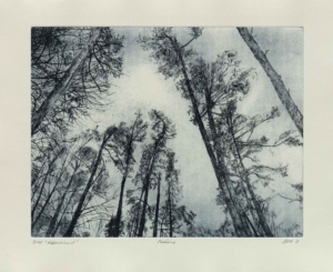 KIEFERNHIMMEL - 2021, Radierung, 29,5 x 39 cm (39,3 x 53 cm) Pohl Susanne